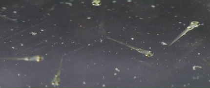 larval-swimmign-movie-short